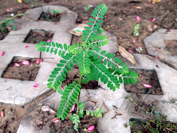 Carry Me Seed In Tamil Language